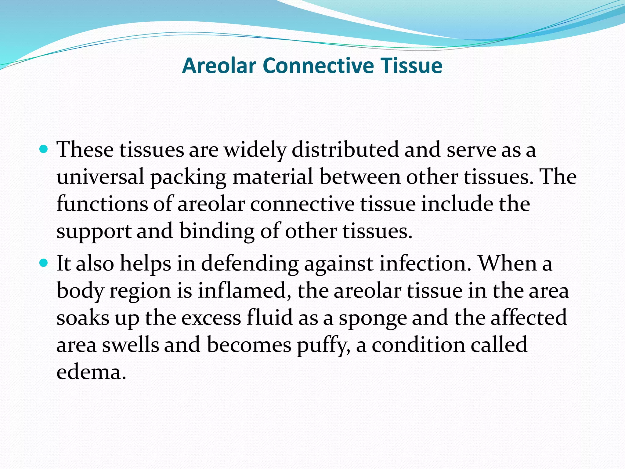 Connective Tissue Ppt Pptx