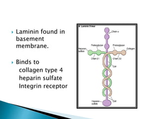  Laminin found in
basement
membrane.
 Binds to
collagen type 4
heparin sulfate
Integrin receptor
 