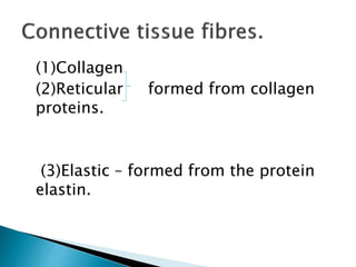 (1)Collagen
(2)Reticular formed from collagen
proteins.
(3)Elastic – formed from the protein
elastin.
 