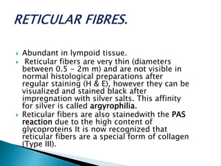  Abundant in lympoid tissue.
 Reticular fibers are very thin (diameters
between 0.5 - 2m m) and are not visible in
normal histological preparations after
regular staining (H & E), however they can be
visualized and stained black after
impregnation with silver salts. This affinity
for silver is called argyrophilia.
 Reticular fibers are also stainedwith the PAS
reaction due to the high content of
glycoproteins It is now recognized that
reticular fibers are a special form of collagen
(Type III).
 
