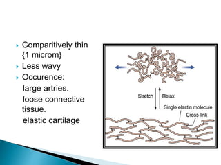 Comparitively thin
{1 microm}
 Less wavy
 Occurence:
large artries.
loose connective
tissue.
elastic cartilage
 