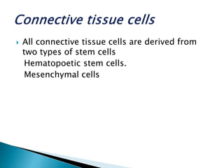  All connective tissue cells are derived from
two types of stem cells
Hematopoetic stem cells.
Mesenchymal cells
 