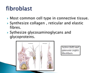  Most common cell type in connective tissue.
 Synthesize collagen , reticular and elastic
fibres.
 Sythesize glycosaminoglycans and
glycoproteins.
 
