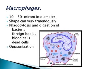  10 – 30 mirom in diameter
 Shape can very trmendously
 Phagocytosis and digestion of
bacteria
foreign bodies
blood cells
dead cells
o Oppsonization
 