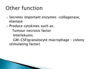  Secretes important enzymes –collagenase,
elastase
 Produce cytokines such as:
Tumour necrosis factor
Interlekuins
GM-CSF(granulocyte macrophage – colony
stimulating factor)
 