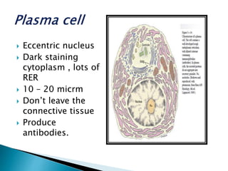  Eccentric nucleus
 Dark staining
cytoplasm , lots of
RER
 10 – 20 micrm
 Don’t leave the
connective tissue
 Produce
antibodies.
 