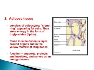 2. Adipose tissue
◦ consists of adipocytes; "signet
ring" appearing fat cells. They
store energy in the form of
triglycerides (lipids).
◦ found in subcutaneous layer,
around organs and in the
yellow marrow of long bones
◦ function = supports, protects
and insulates, and serves as an
energy reserve
 