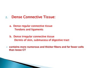 2. Dense Connective Tissue:
a. Dense regular connective tissue
Tendons and ligaments
b. Dense irregular connective tissue
Dermis of skin, submucosa of digestive tract
 contains more numerous and thicker fibers and far fewer cells
than loose CT
 