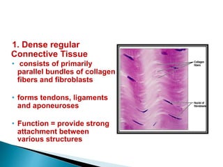 1. Dense regular
Connective Tissue
• consists of primarily
parallel bundles of collagen
fibers and fibroblasts
• forms tendons, ligaments
and aponeuroses
• Function = provide strong
attachment between
various structures
 