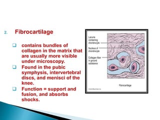2. Fibrocartilage
 contains bundles of
collagen in the matrix that
are usually more visible
under microscopy.
 Found in the pubic
symphysis, intervertebral
discs, and menisci of the
knee.
 Function = support and
fusion, and absorbs
shocks.
 