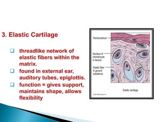 3. Elastic Cartilage
 threadlike network of
elastic fibers within the
matrix.
 found in external ear,
auditory tubes, epiglottis.
 function = gives support,
maintains shape, allows
flexibility
 