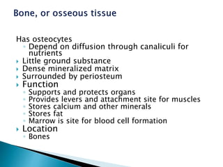 Has osteocytes
◦ Depend on diffusion through canaliculi for
nutrients
 Little ground substance
 Dense mineralized matrix
 Surrounded by periosteum
 Function
◦ Supports and protects organs
◦ Provides levers and attachment site for muscles
◦ Stores calcium and other minerals
◦ Stores fat
◦ Marrow is site for blood cell formation
 Location
◦ Bones
 