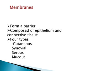 Membranes
Form a barrier
Composed of epithelium and
connective tissue
Four types
Cutaneous
Synovial
Serous
Mucous
 