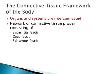  Organs and systems are interconnected
 Network of connective tissue proper
consisting of
◦ Superficial fascia
◦ Deep fascia
◦ Subserous fascia
 