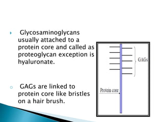  Glycosaminoglycans
usually attached to a
protein core and called as
proteoglycan exception is
hyaluronate.
o GAGs are linked to
protein core like bristles
on a hair brush.
 