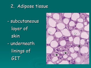 2.  Adipose tissue - subcutaneous layer of  skin - underneath linings of GIT 