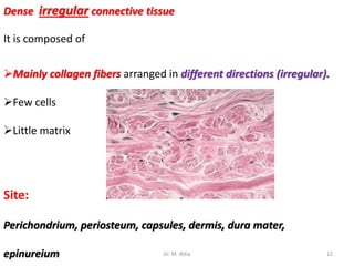 Dense irregular connective tissue
It is composed of
Mainly collagen fibers arranged in different directions (irregular).
Few cells
Little matrix
Site:
Perichondrium, periosteum, capsules, dermis, dura mater,
epinureium 12Dr. M. Attia
 