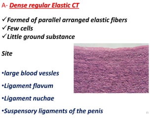 A- Dense regular Elastic CT
Formed of parallel arranged elastic fibers
Few cells
Little ground substance
Site
•large blood vessles
•Ligament flavum
•Ligament nuchae
•Suspensory ligaments of the penis 15Dr. M. Attia
 