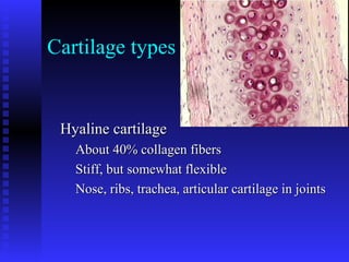 Cartilage types
Hyaline cartilageHyaline cartilage
About 40% collagen fibersAbout 40% collagen fibers
Stiff, but somewhat flexibleStiff, but somewhat flexible
Nose, ribs, trachea, articular cartilage in jointsNose, ribs, trachea, articular cartilage in joints
 