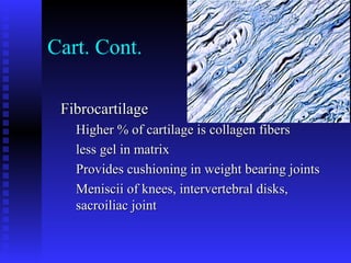 Cart. Cont.
FibrocartilageFibrocartilage
Higher % of cartilage is collagen fibersHigher % of cartilage is collagen fibers
less gel in matrixless gel in matrix
Provides cushioning in weight bearing jointsProvides cushioning in weight bearing joints
Meniscii of knees, intervertebral disks,Meniscii of knees, intervertebral disks,
sacroiliac jointsacroiliac joint
 