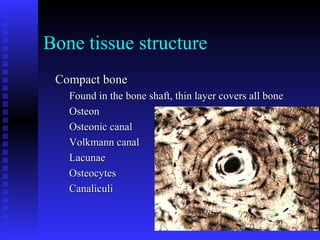 Bone tissue structure
Compact boneCompact bone
Found in the bone shaft, thin layer covers all boneFound in the bone shaft, thin layer covers all bone
OsteonOsteon
Osteonic canalOsteonic canal
Volkmann canalVolkmann canal
LacunaeLacunae
OsteocytesOsteocytes
CanaliculiCanaliculi
 