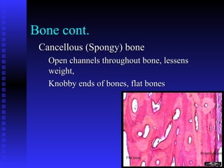 Bone cont.
Cancellous (Spongy) boneCancellous (Spongy) bone
Open channels throughout bone, lessensOpen channels throughout bone, lessens
weight,weight,
Knobby ends of bones, flat bonesKnobby ends of bones, flat bones
 