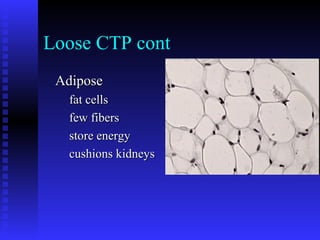 Loose CTP cont
AdiposeAdipose
fat cellsfat cells
few fibersfew fibers
store energystore energy
cushions kidneyscushions kidneys
 