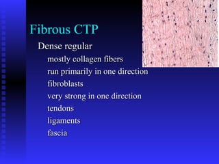 Fibrous CTP
Dense regularDense regular
mostly collagen fibersmostly collagen fibers
run primarily in one directionrun primarily in one direction
fibroblastsfibroblasts
very strong in one directionvery strong in one direction
tendonstendons
ligamentsligaments
fasciafascia
 