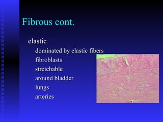 Fibrous cont.
elasticelastic
dominated by elastic fibersdominated by elastic fibers
fibroblastsfibroblasts
stretchablestretchable
around bladderaround bladder
lungslungs
arteriesarteries
 