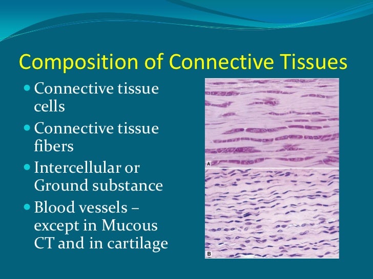 Connective tissues