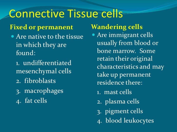wandering cell definition in anatomy