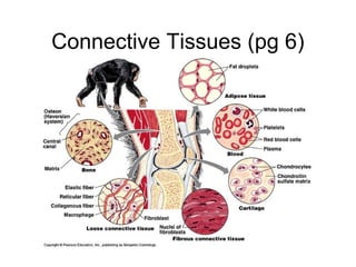 Connective Tissues (pg 6)
 