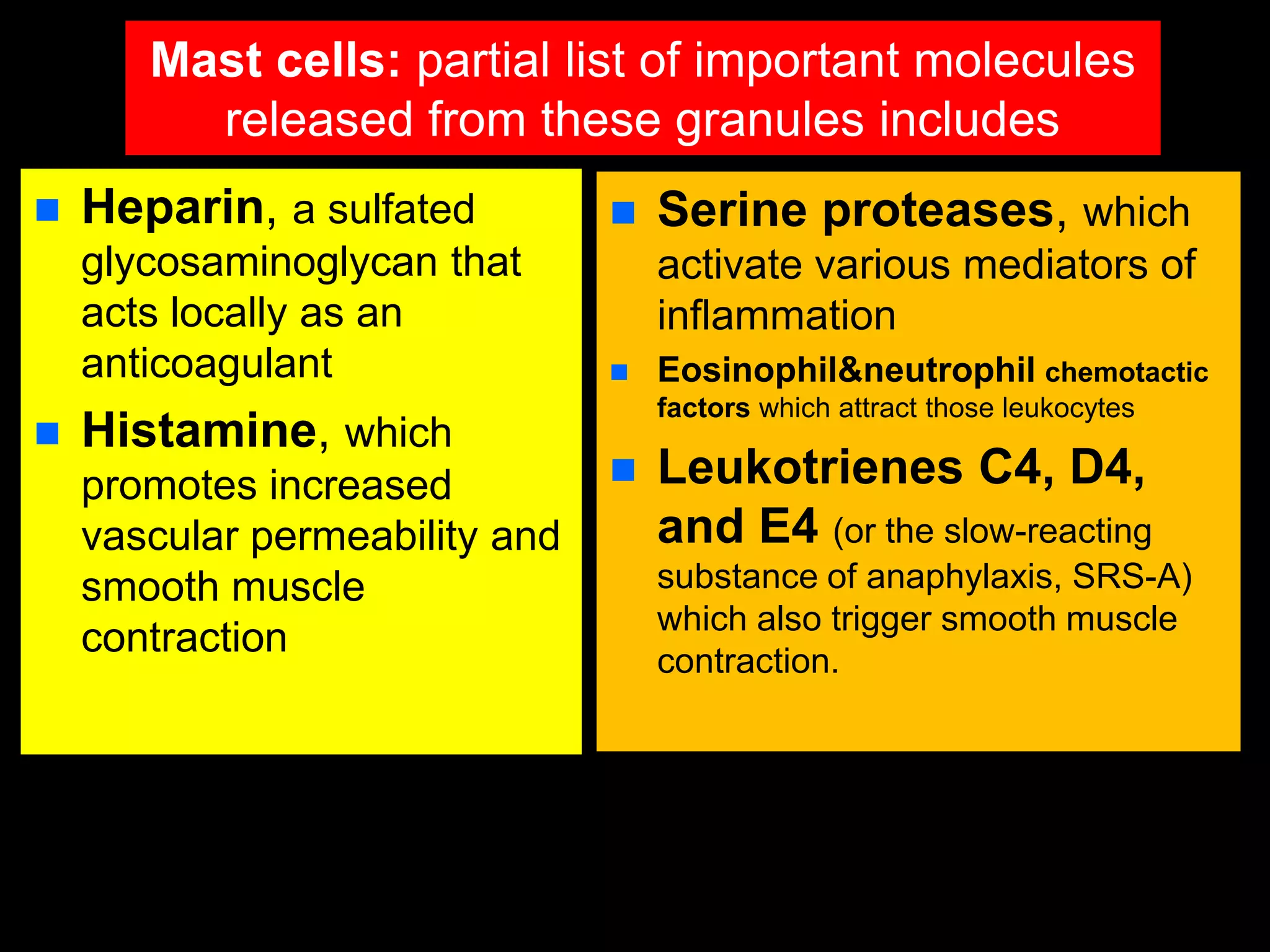 Mast cells: partial list of important molecules
released from these granules includes
 Heparin, a sulfated
glycosaminoglycan that
acts locally as an
anticoagulant
 Histamine, which
promotes increased
vascular permeability and
smooth muscle
contraction
 Serine proteases, which
activate various mediators of
inflammation
 Eosinophil&neutrophil chemotactic
factors which attract those leukocytes
 Leukotrienes C4, D4,
and E4 (or the slow-reacting
substance of anaphylaxis, SRS-A)
which also trigger smooth muscle
contraction.
 