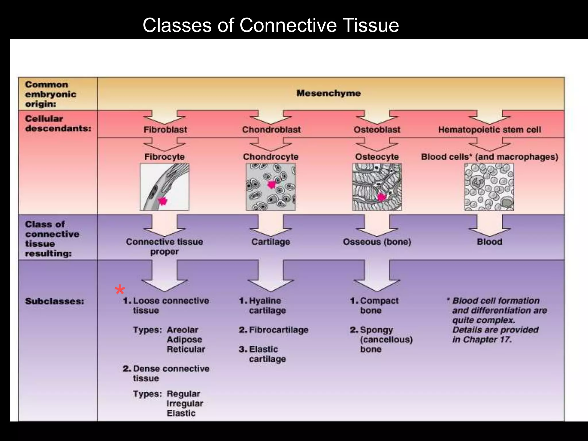 Classes of Connective Tissue
*
 