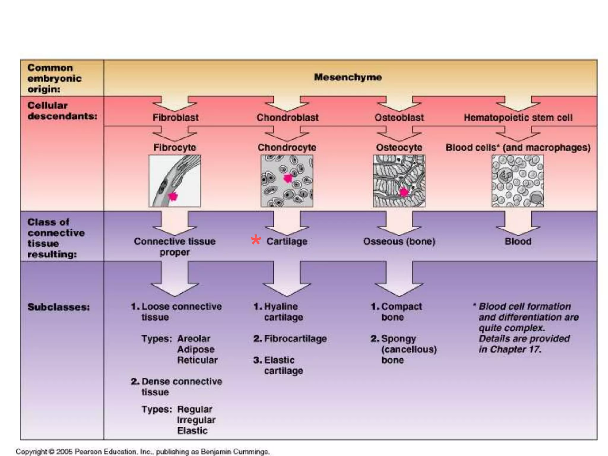 *
Classes of Connective Tissue
 
