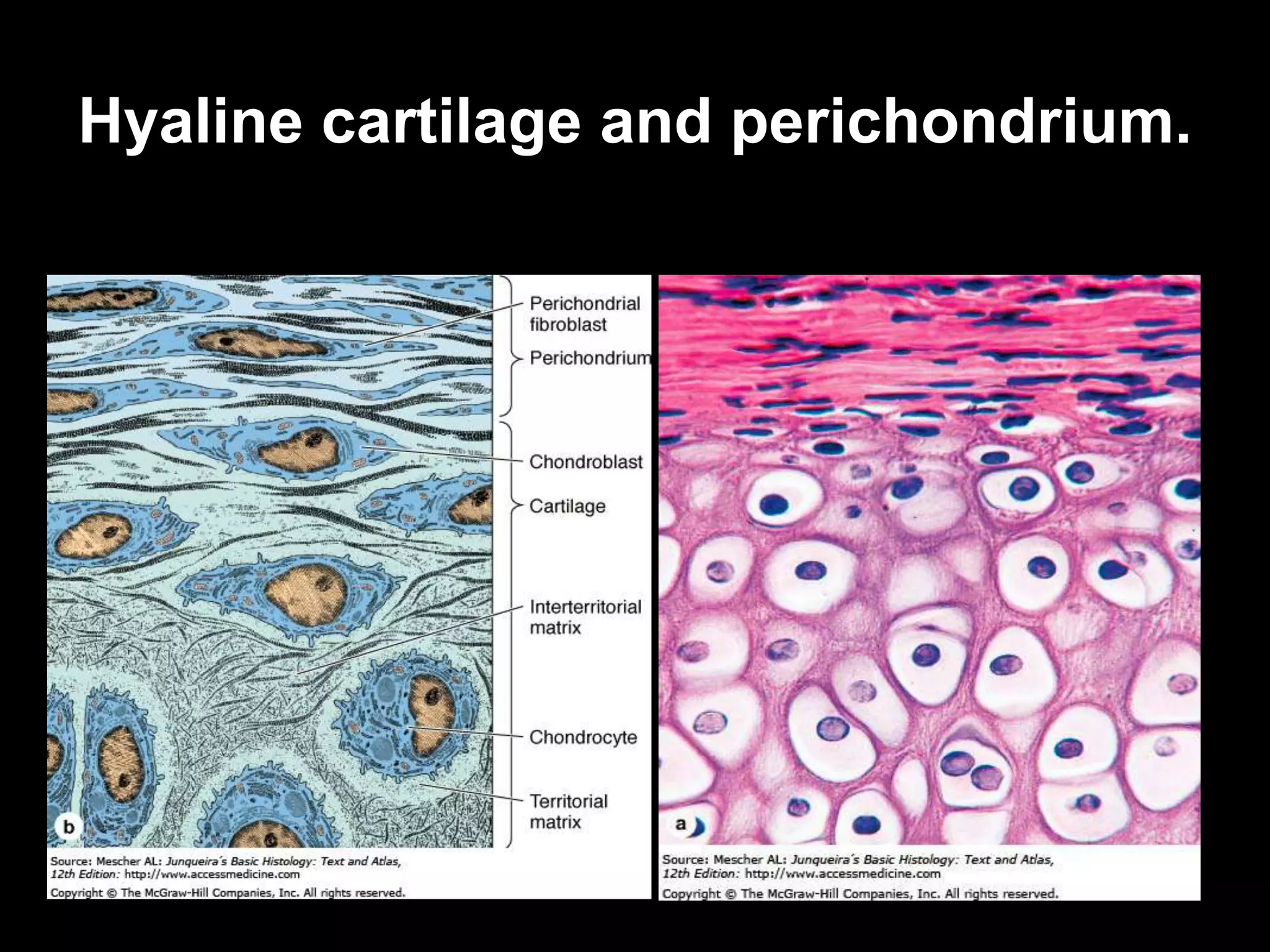 Hyaline cartilage and perichondrium.
 