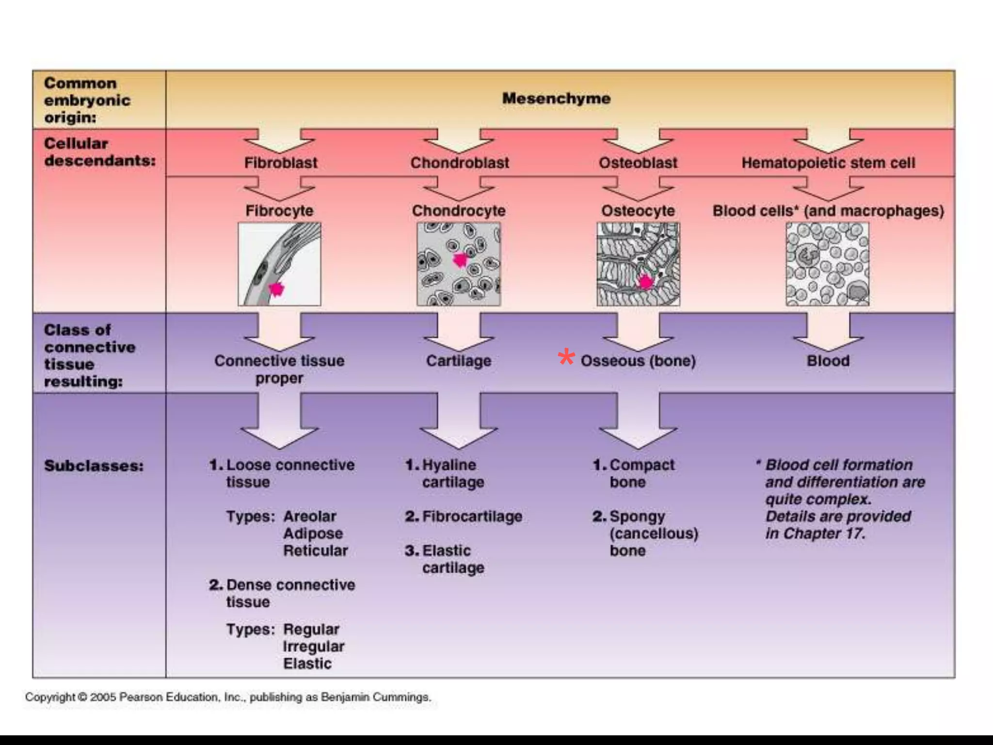 Classes of Connective Tissue
*
 
