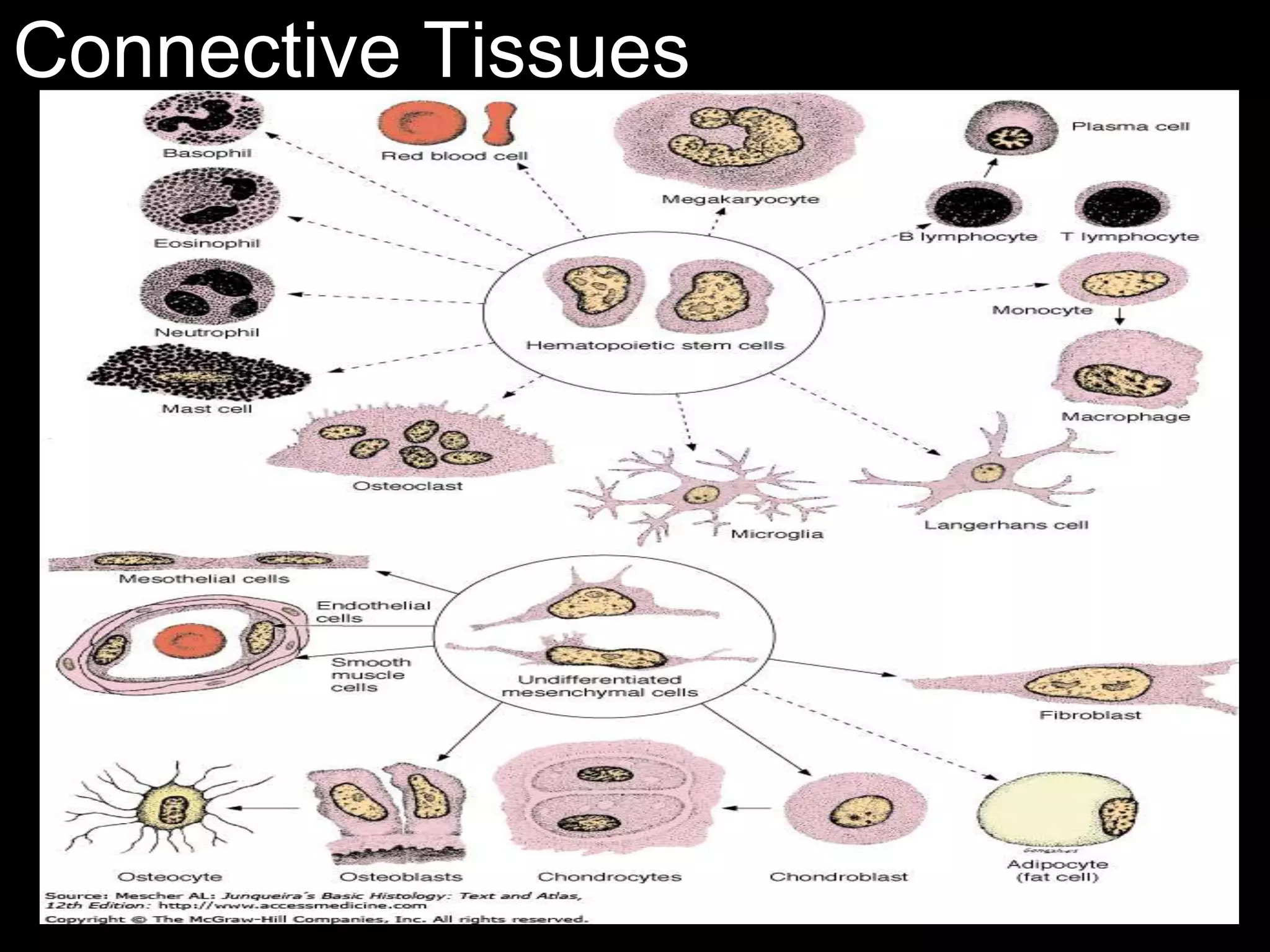 Connective Tissues
 