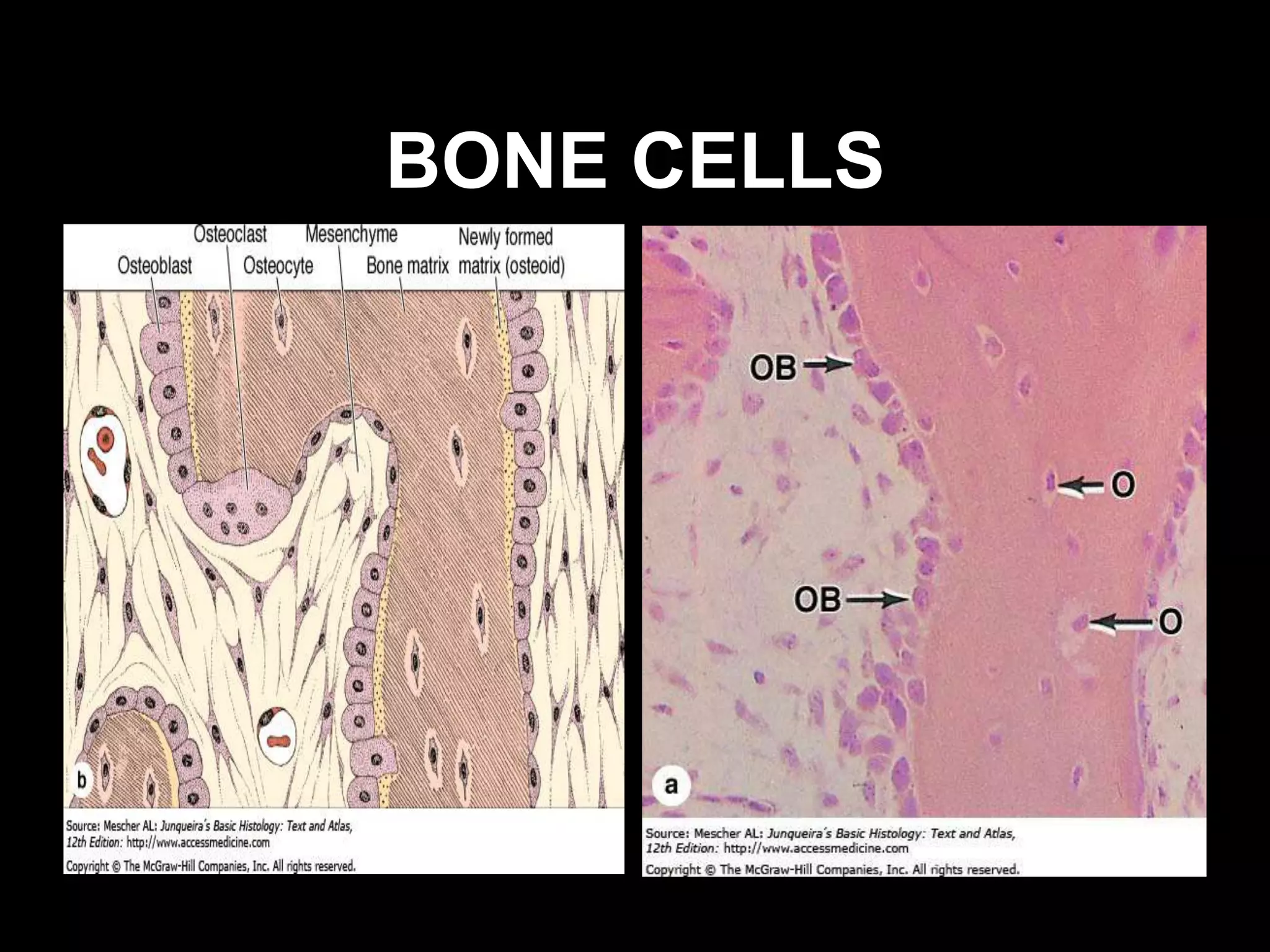 BONE CELLS
 