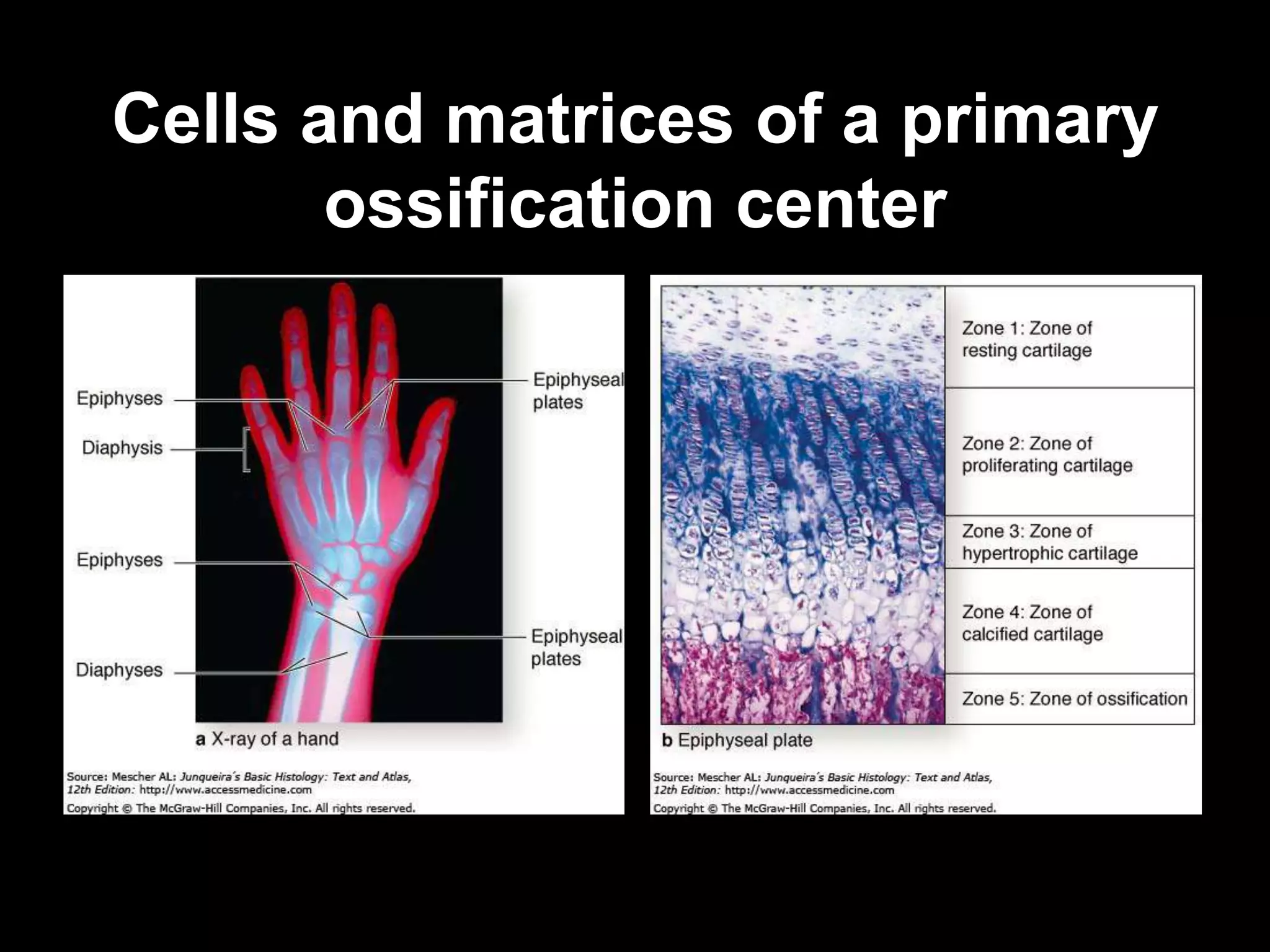 Cells and matrices of a primary
ossification center
 