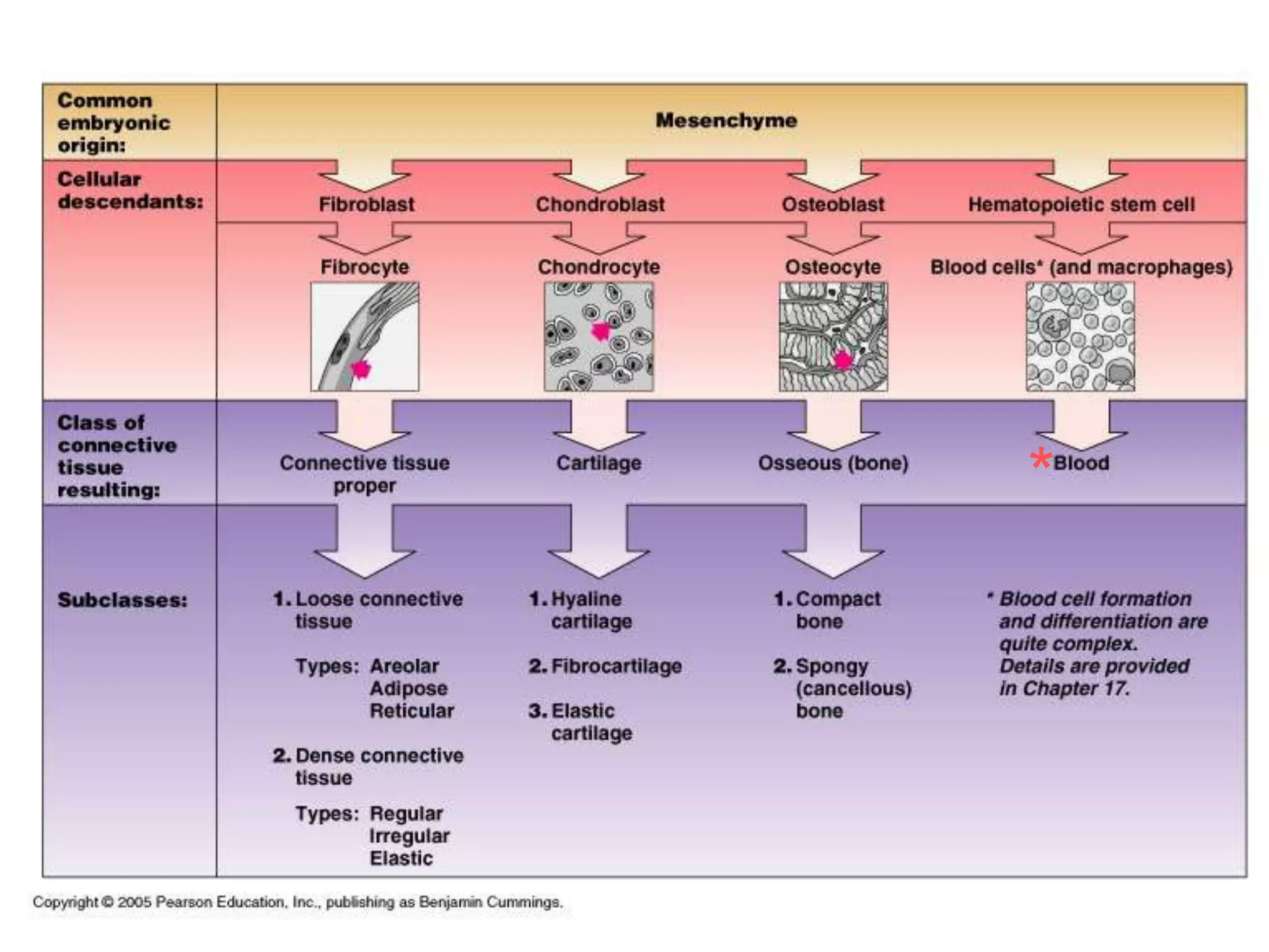 Classes of Connective Tissue
*
 