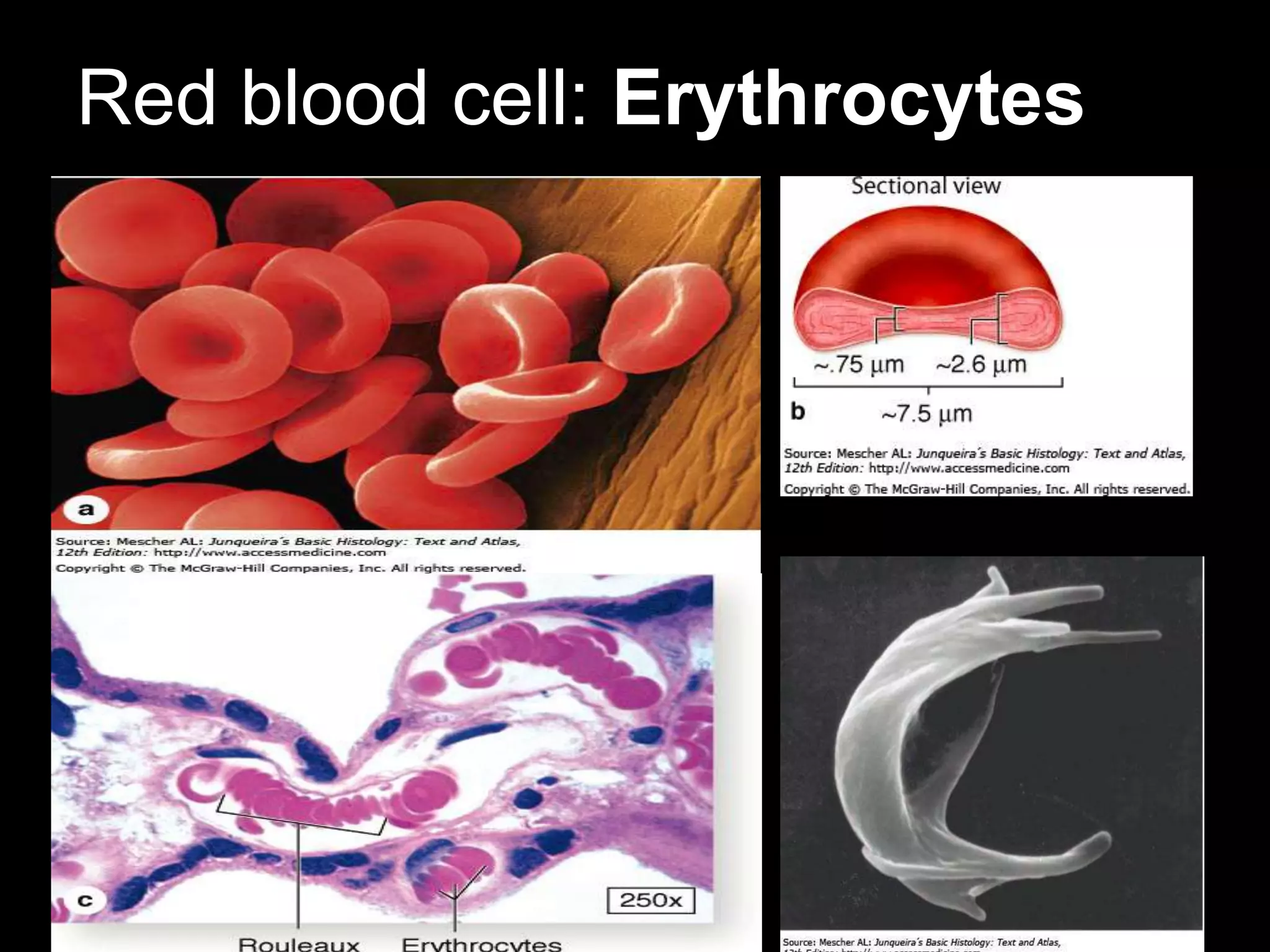 Red blood cell: Erythrocytes
 