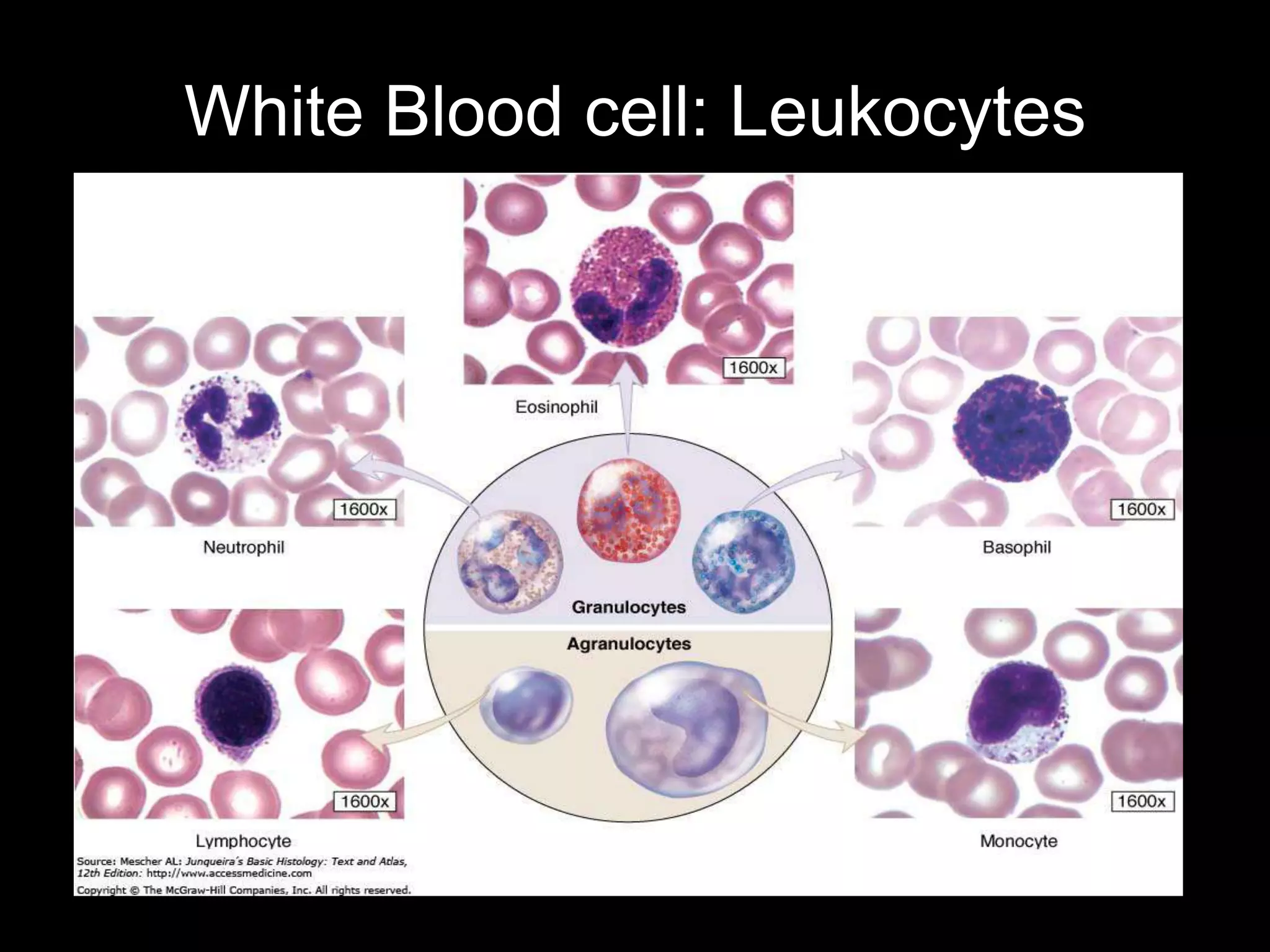 White Blood cell: Leukocytes
 