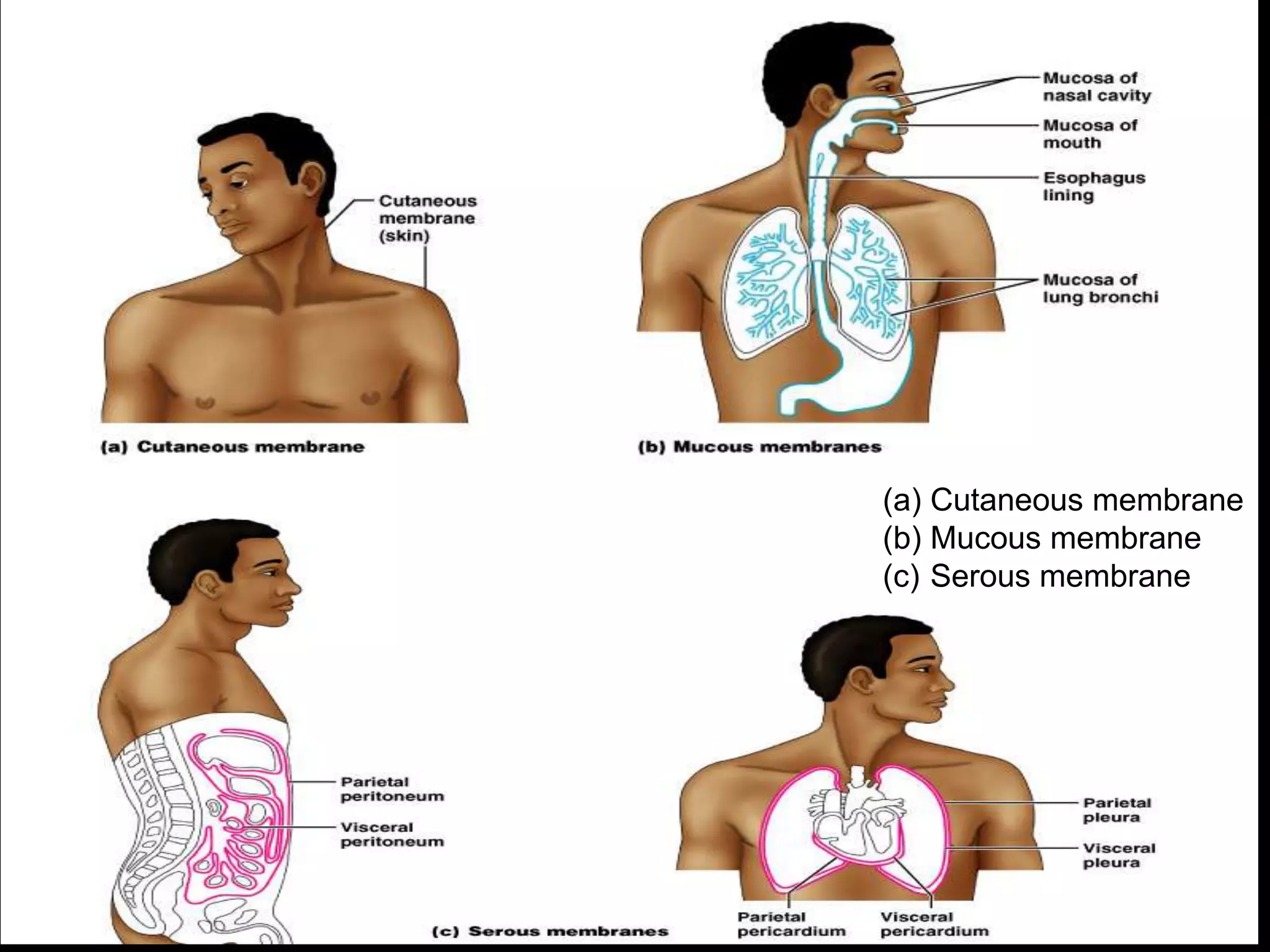 (a) Cutaneous membrane
(b) Mucous membrane
(c) Serous membrane
 