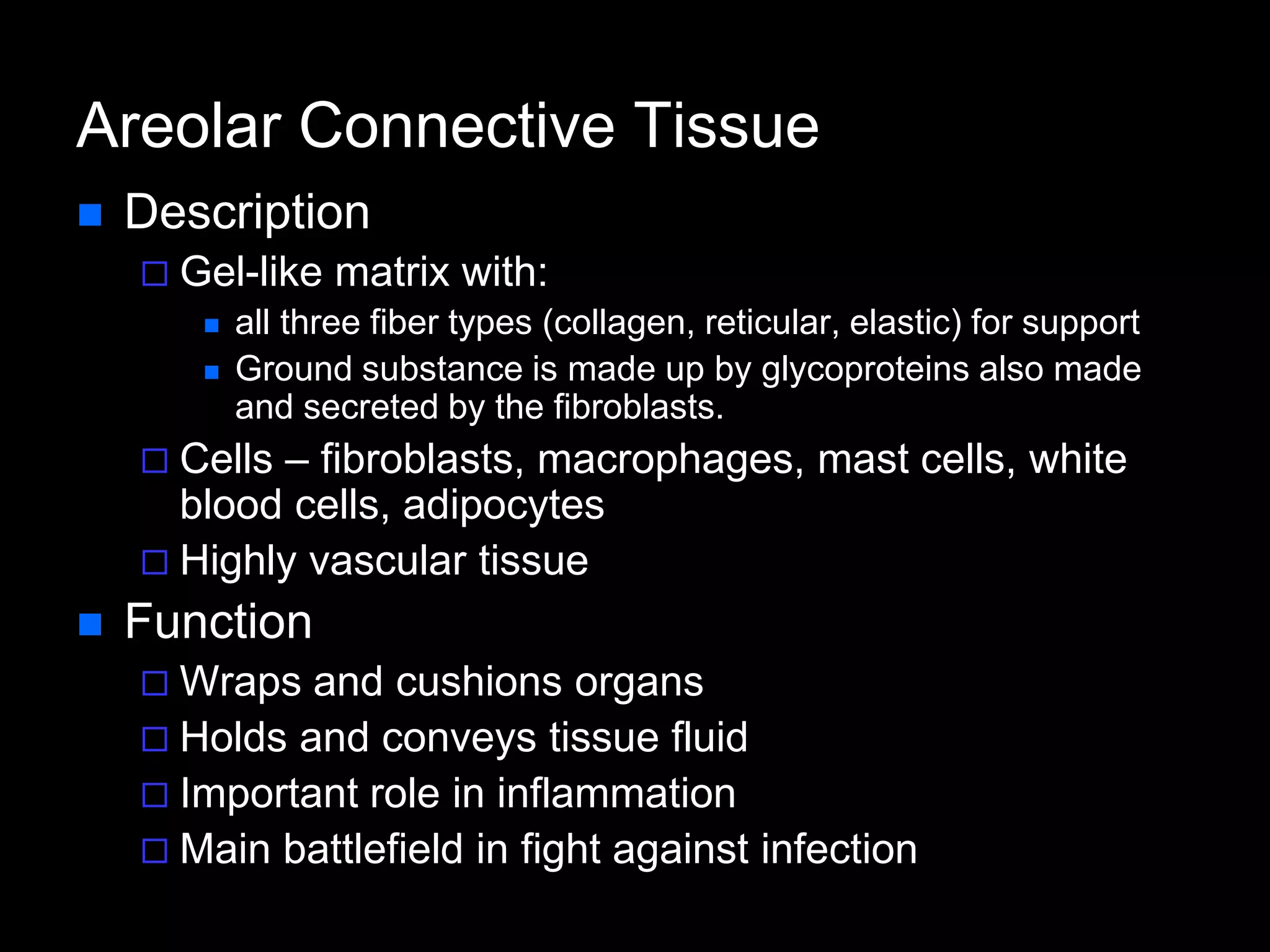 Areolar Connective Tissue
 Description
 Gel-like matrix with:
 all three fiber types (collagen, reticular, elastic) for support
 Ground substance is made up by glycoproteins also made
and secreted by the fibroblasts.
 Cells – fibroblasts, macrophages, mast cells, white
blood cells, adipocytes
 Highly vascular tissue
 Function
 Wraps and cushions organs
 Holds and conveys tissue fluid
 Important role in inflammation
 Main battlefield in fight against infection
 