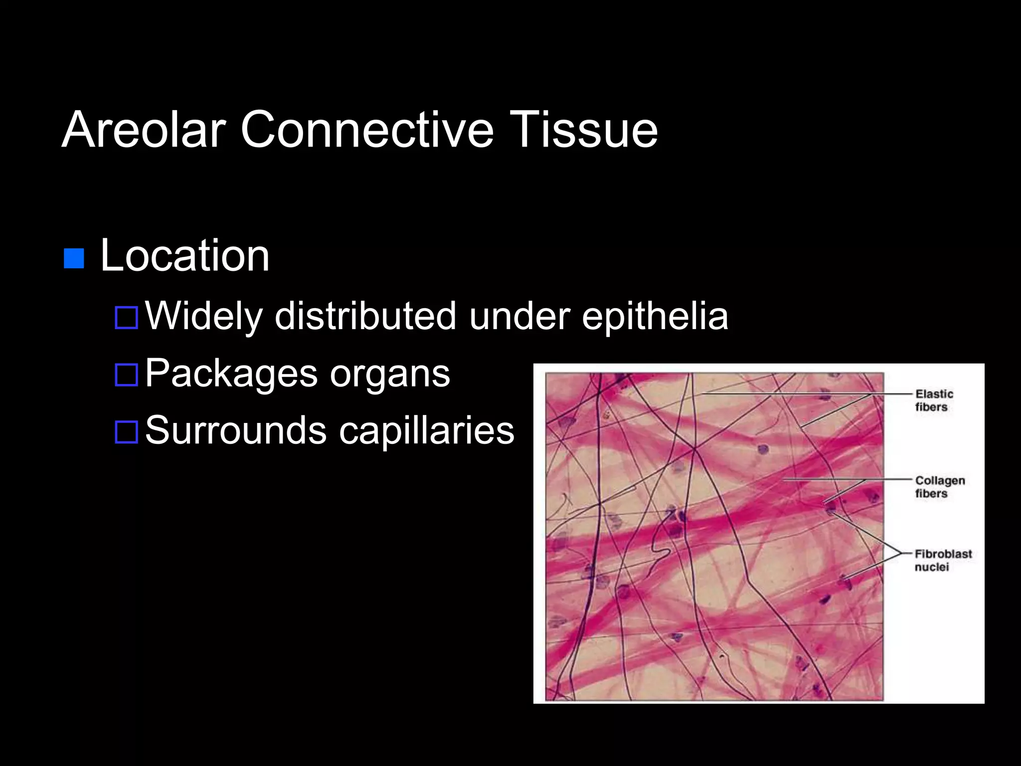 Areolar Connective Tissue
 Location
Widely distributed under epithelia
Packages organs
Surrounds capillaries
 
