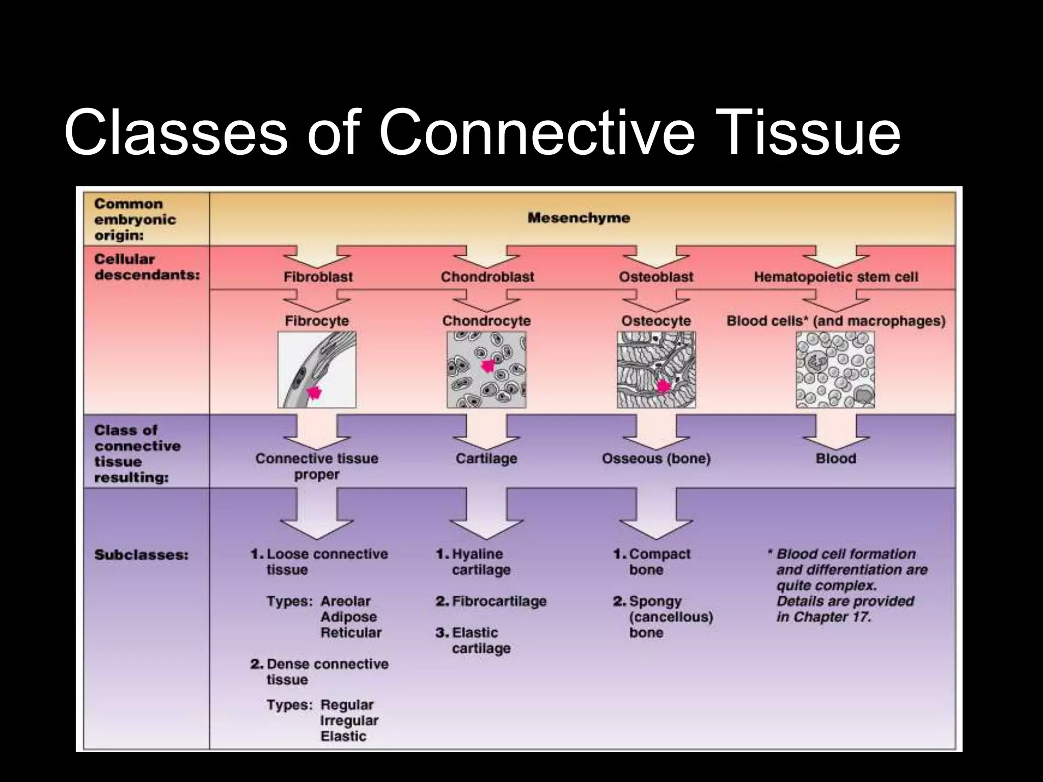 Classes of Connective Tissue
 