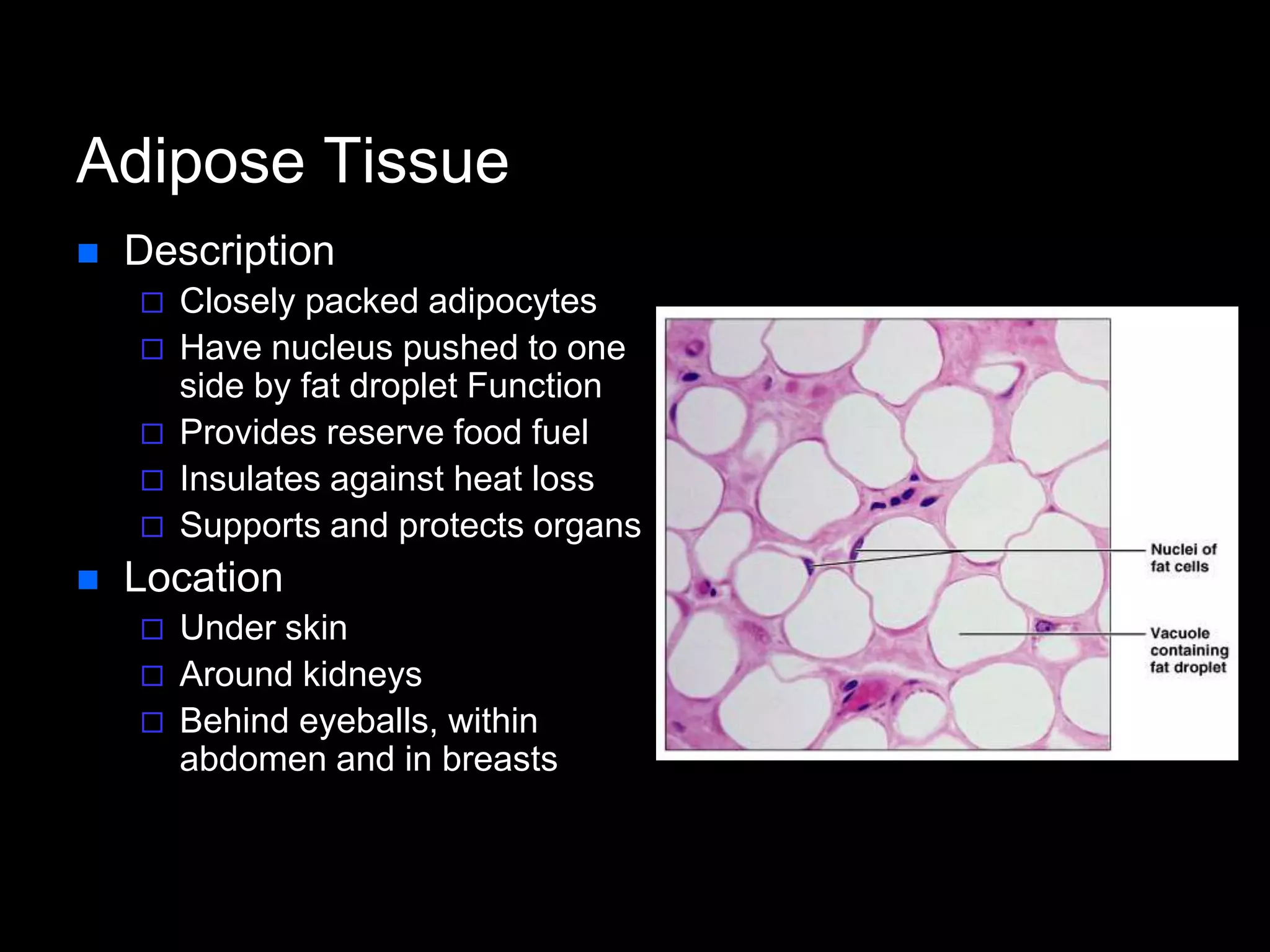 Adipose Tissue
 Description
 Closely packed adipocytes
 Have nucleus pushed to one
side by fat droplet Function
 Provides reserve food fuel
 Insulates against heat loss
 Supports and protects organs
 Location
 Under skin
 Around kidneys
 Behind eyeballs, within
abdomen and in breasts
 