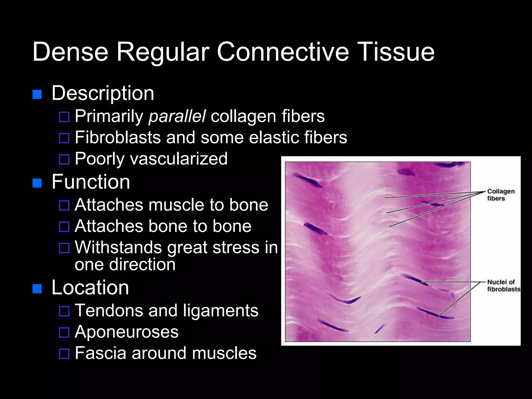 Dense Regular Connective Tissue
 Description
 Primarily parallel collagen fibers
 Fibroblasts and some elastic fibers
 Poorly vascularized
 Function
 Attaches muscle to bone
 Attaches bone to bone
 Withstands great stress in
one direction
 Location
 Tendons and ligaments
 Aponeuroses
 Fascia around muscles
 