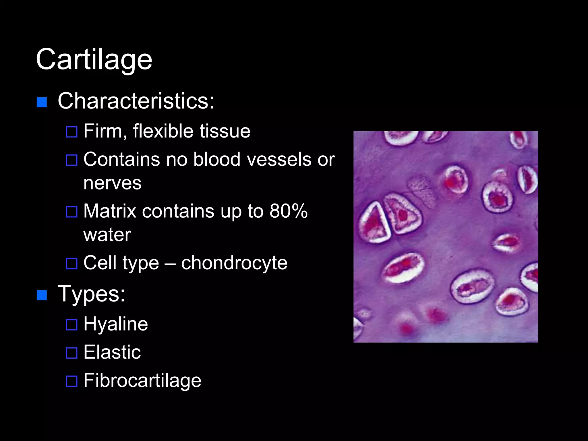 Cartilage
 Characteristics:
 Firm, flexible tissue
 Contains no blood vessels or
nerves
 Matrix contains up to 80%
water
 Cell type – chondrocyte
 Types:
 Hyaline
 Elastic
 Fibrocartilage
 